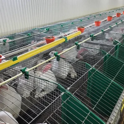 ferme laobec élevage de lapin