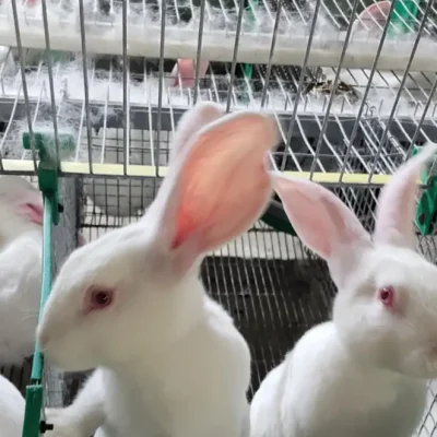 ferme laobec élevage de lapin